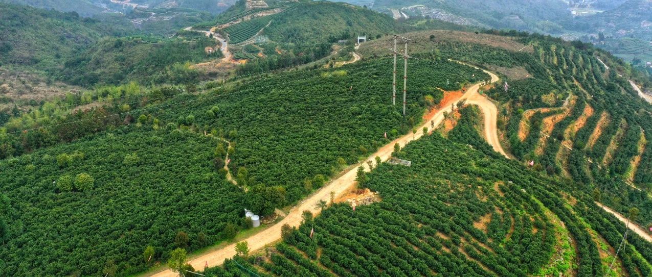 全民采茶！交易火熱！有福鼎白茶的春天很完美~
