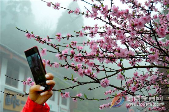 太姥山：賞花、觀景、品茶，茶旅結合走“花路”