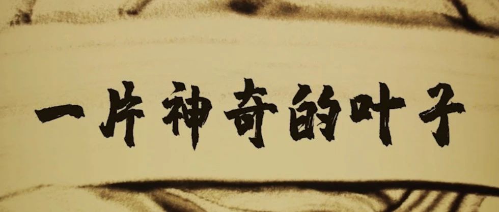 看！一片神奇的葉子