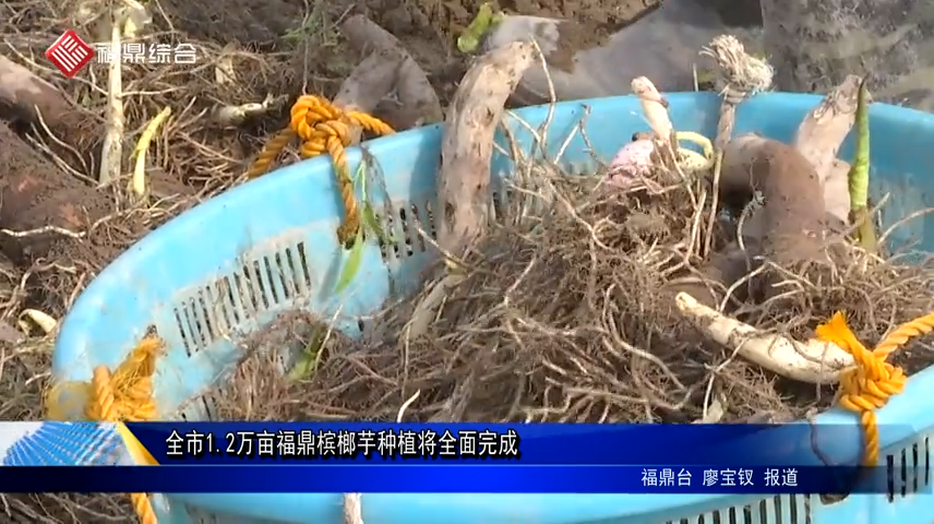 全市1.2萬畝福鼎檳榔芋種植將全面完成