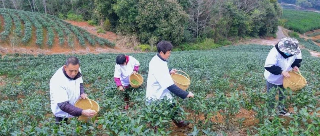 “荒山”變“金山”，這兒的土地“活”了起來……