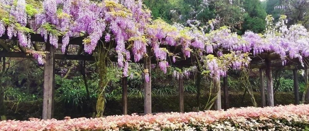 太姥山紫藤花又開(kāi)了~花期不等人，快來(lái)打卡！