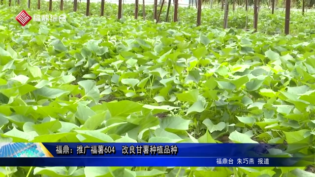 福鼎：推廣福薯604  改良甘薯種植品種