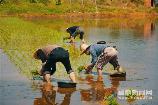 福鼎：早稻插秧早 農戶“幸福”忙