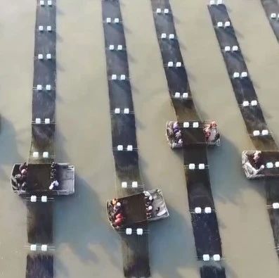 福鼎又上央視啦！這次跟海產經濟有關
