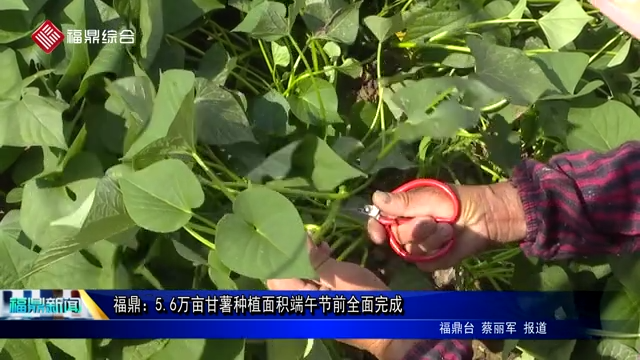 福鼎：5.6萬畝甘薯種植面積端午節前全面完成