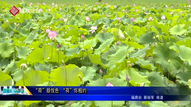 “荷”顏悅色 “荷”你相約