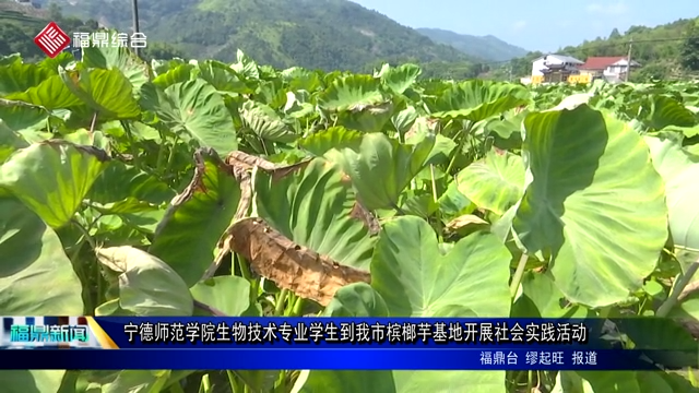 寧德師范學(xué)院生物技術(shù)專業(yè)學(xué)生到我市檳榔芋基地開展社會實踐活動