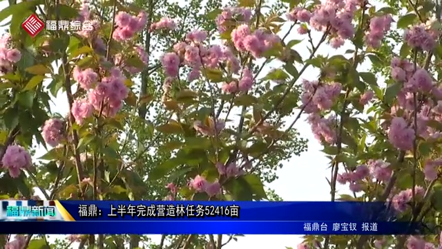 福鼎：上半年完成營(yíng)造林任務(wù)52416畝