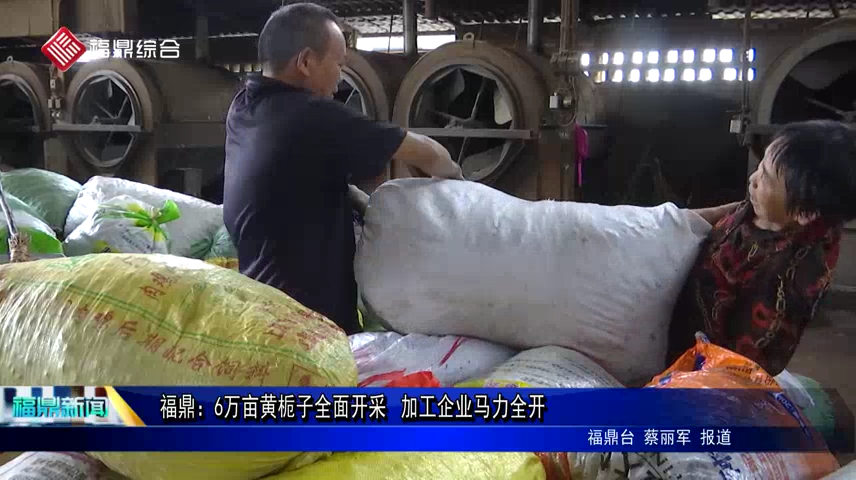 福鼎：6萬畝黃梔子全面開采 加工企業(yè)馬力全開