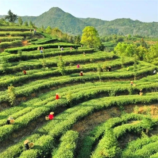 全國示范名單公示！點頭鎮上榜！