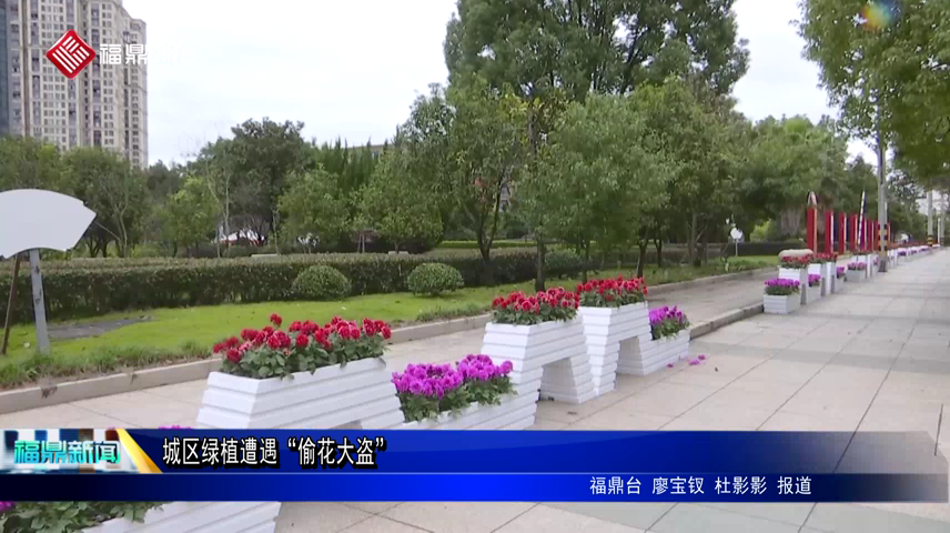城區綠植遭遇“偷花大盜”