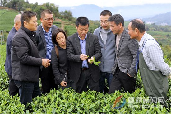中國農業科學院農技專家到點頭茶山指導生態茶園冬季封園管理