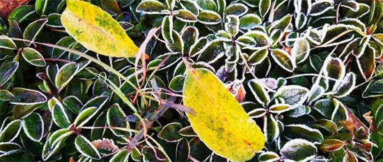 驚喜！福鼎這些地方“下雪”了？多圖來襲！