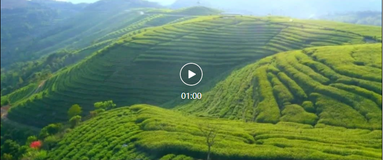 福鼎這片“綠寶藏”，身價百億！