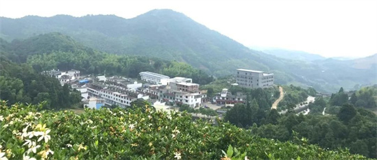 綠盈鄉村丨方家山：一葉美生態，一業興鄉村