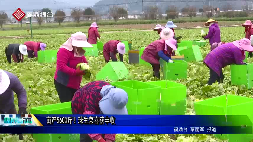 畝產5600斤！球生菜喜獲豐收