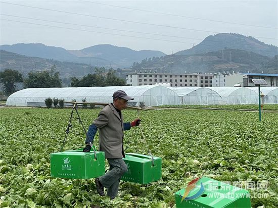 瀲城生菜上市，產銷兩旺