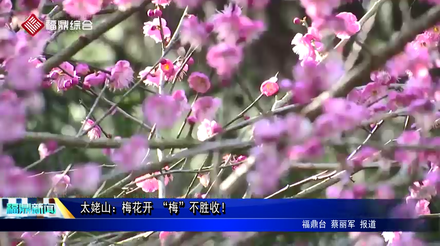 太姥山：梅花開 “梅”不勝收！