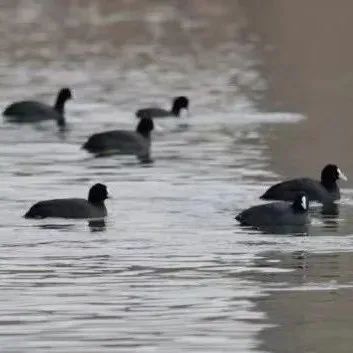 一群“怪鳥”落腳福鼎！一查，竟是國家二級野生保護動物