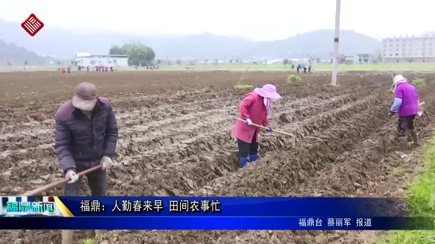 福鼎：人勤春來(lái)早 田間農(nóng)事忙