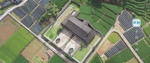 【視野】茶韻柏柳