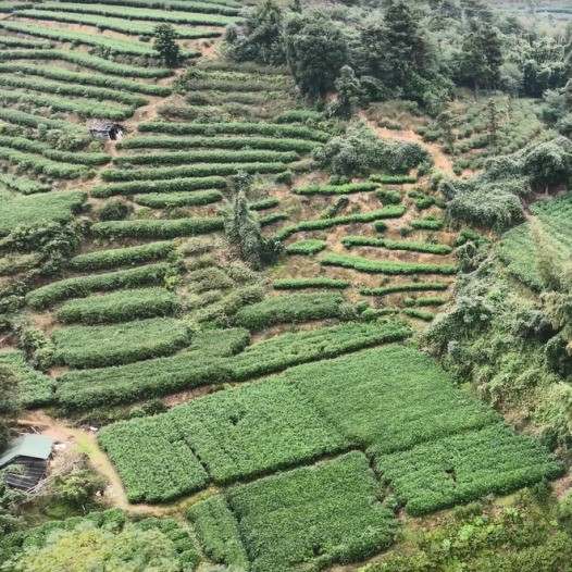 店下鎮茶業商會成立，接下來……