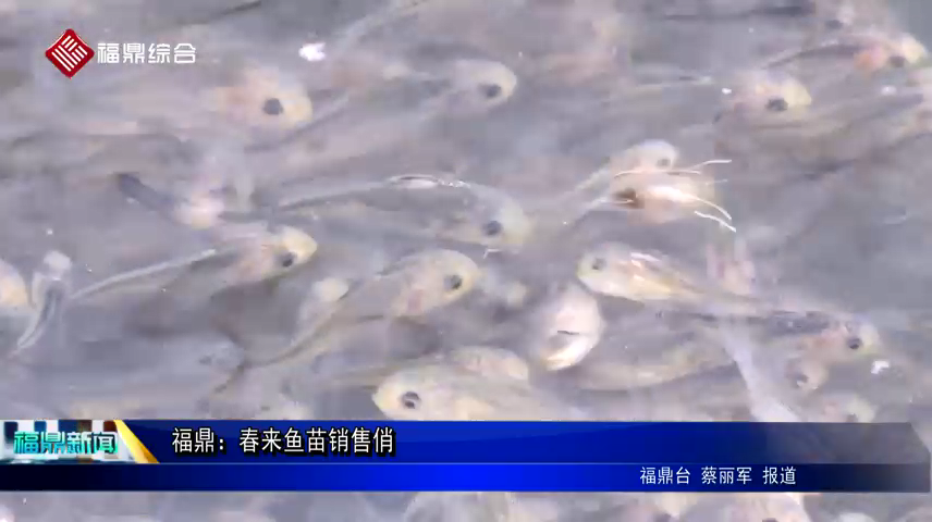 福鼎：春來(lái)魚(yú)苗銷售俏