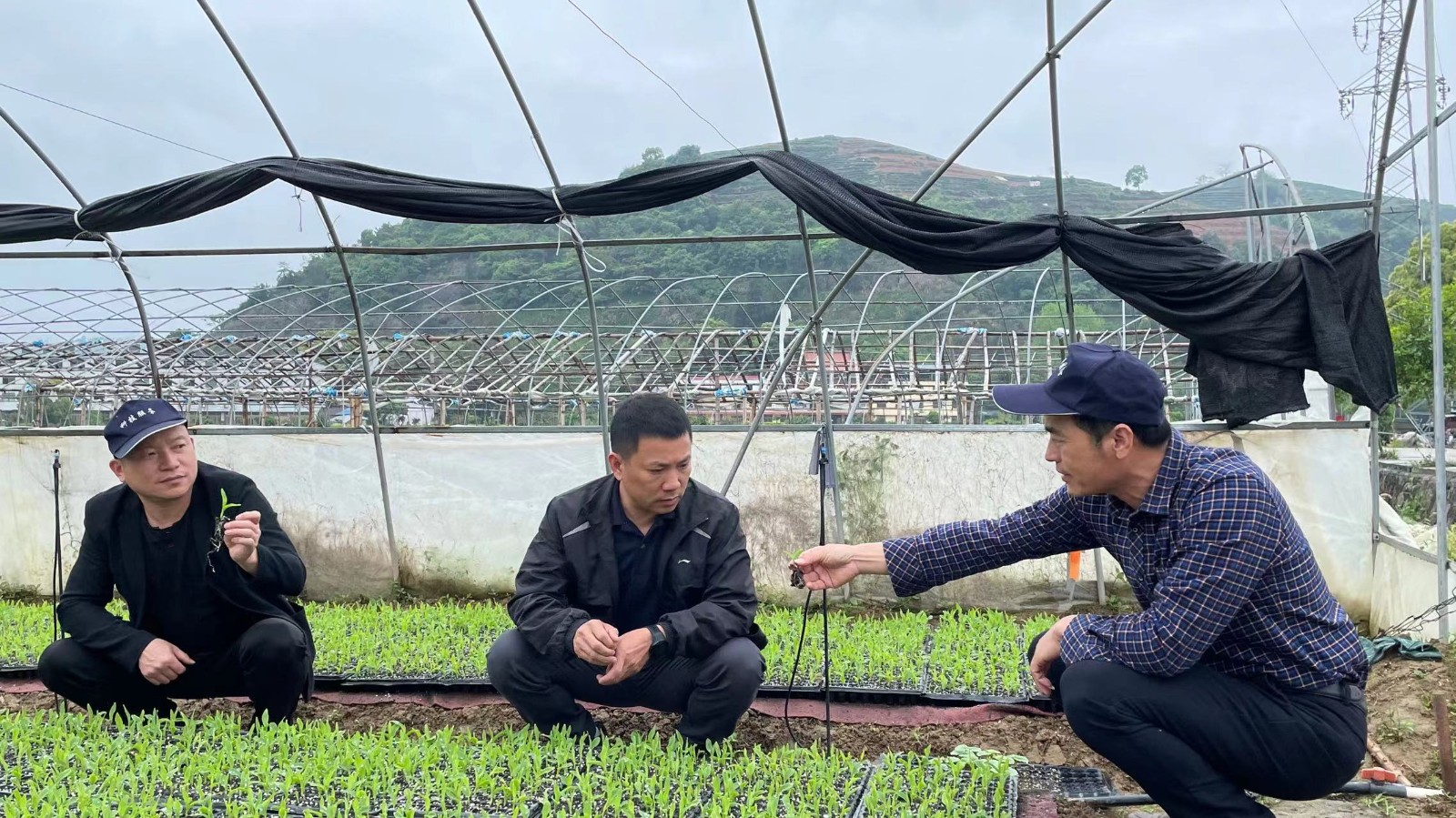 農業技術專家開展蔬菜技術指導 確保蔬菜穩產保供