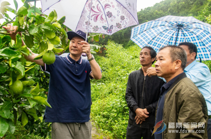 福鼎：“銀發”專家指導雨季果園管理