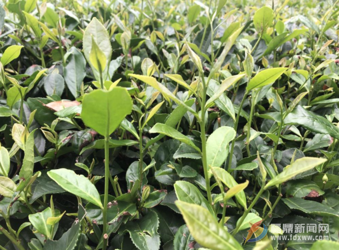 福鼎白茶伏季休茶全面結(jié)束 茶農(nóng)開(kāi)啟新一輪茶葉采摘
