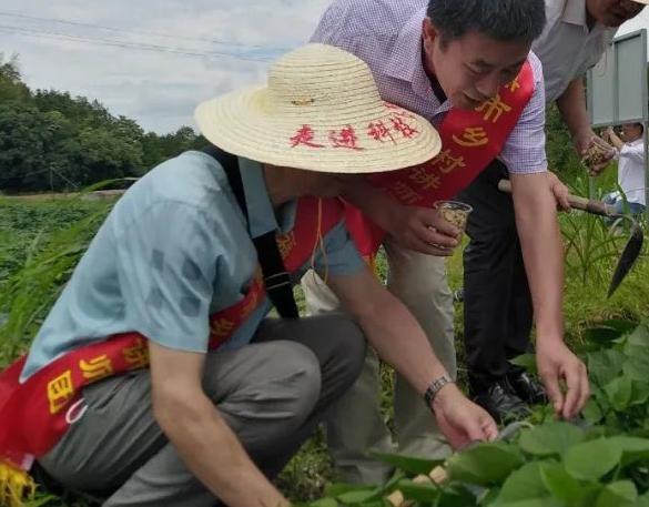 喚醒撂荒地，福鼎開啟“一地雙收”模式→