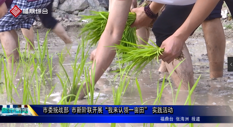 市委統(tǒng)戰(zhàn)部 市新階聯(lián)開展“我來認(rèn)領(lǐng)一畝田” 實踐活動