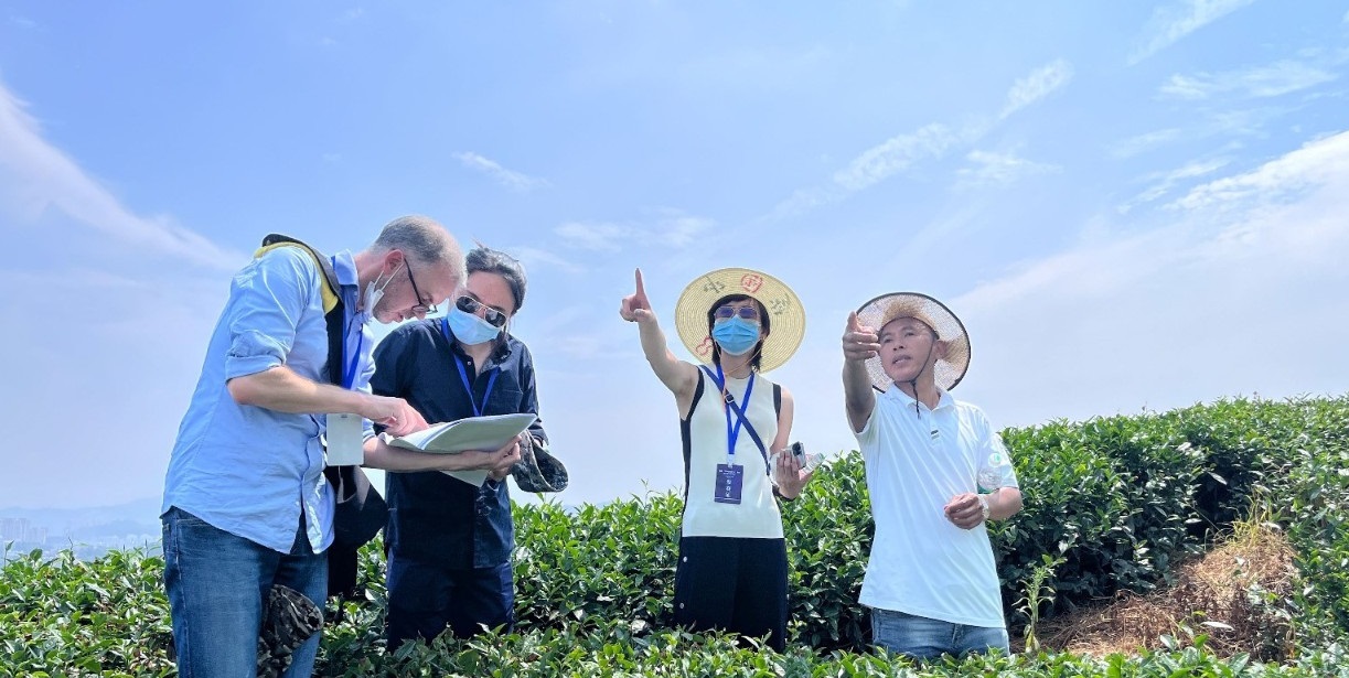 全球5個頂尖設計團隊現場踏勘，福鼎“世界白茶中心”值得期待！