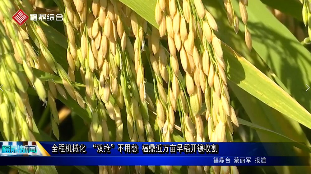 全程機(jī)械化 “雙搶”不用愁 福鼎近萬畝早稻開鐮收割