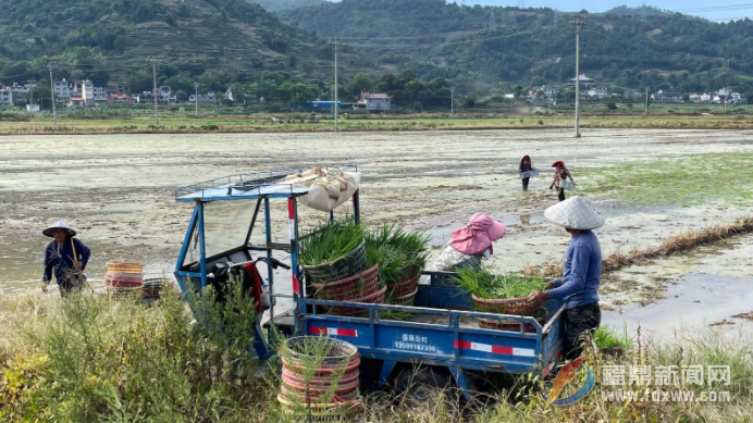 農作物遭受旱災 群眾全力引水抗旱