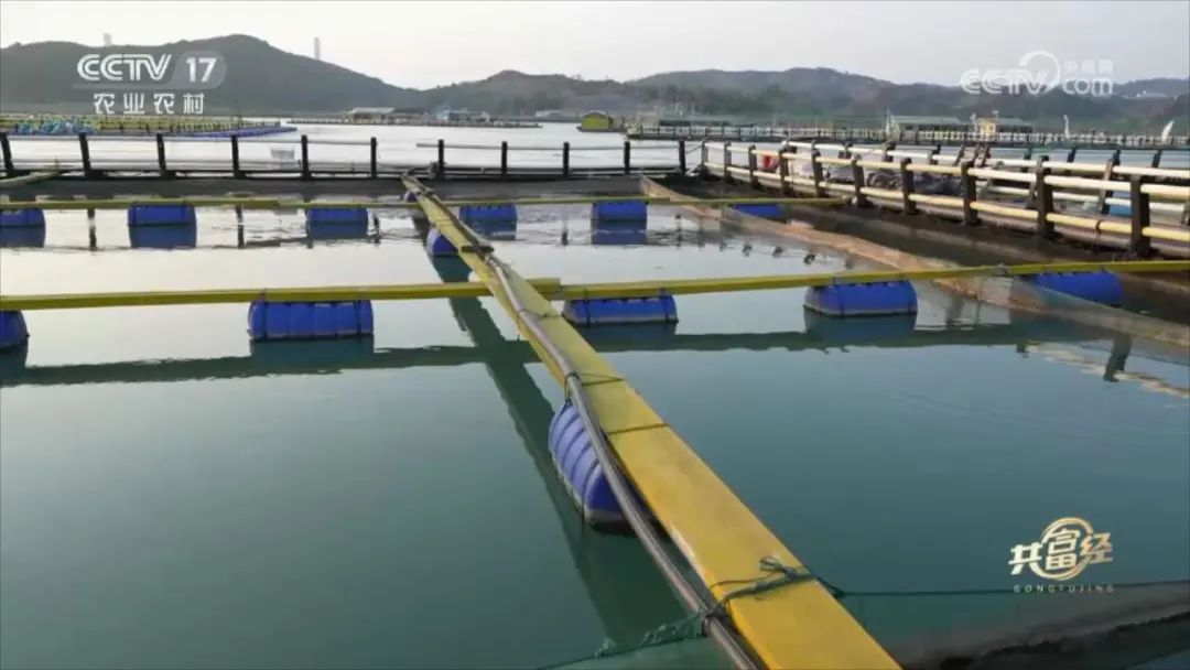 福鼎桐江鱸魚如何激起財富浪？央視《共富經》帶你看→