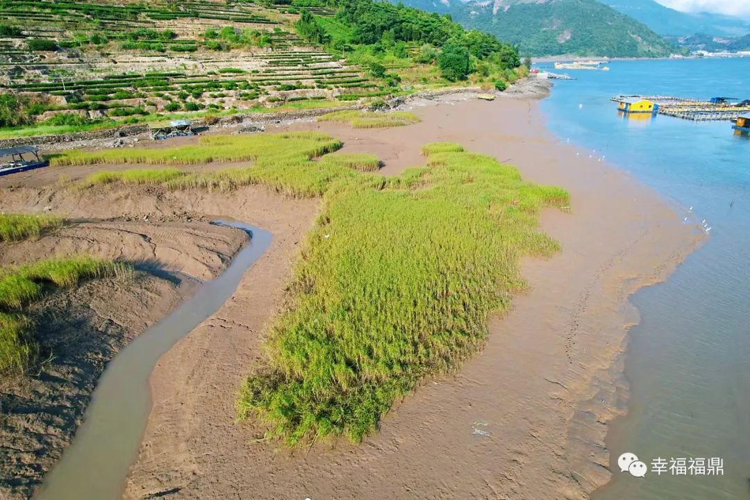 加強日常巡查管控，確保互花米草除治成效