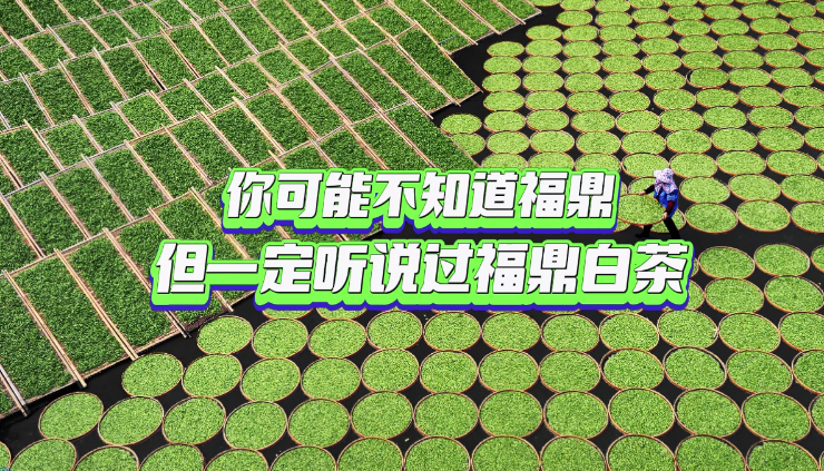 你聽說過福鼎白茶嗎？