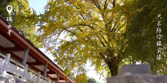 冬已至，葉正黃。一起到硤門畬族鄉瑞云寺看一場“銀杏雨”吧。