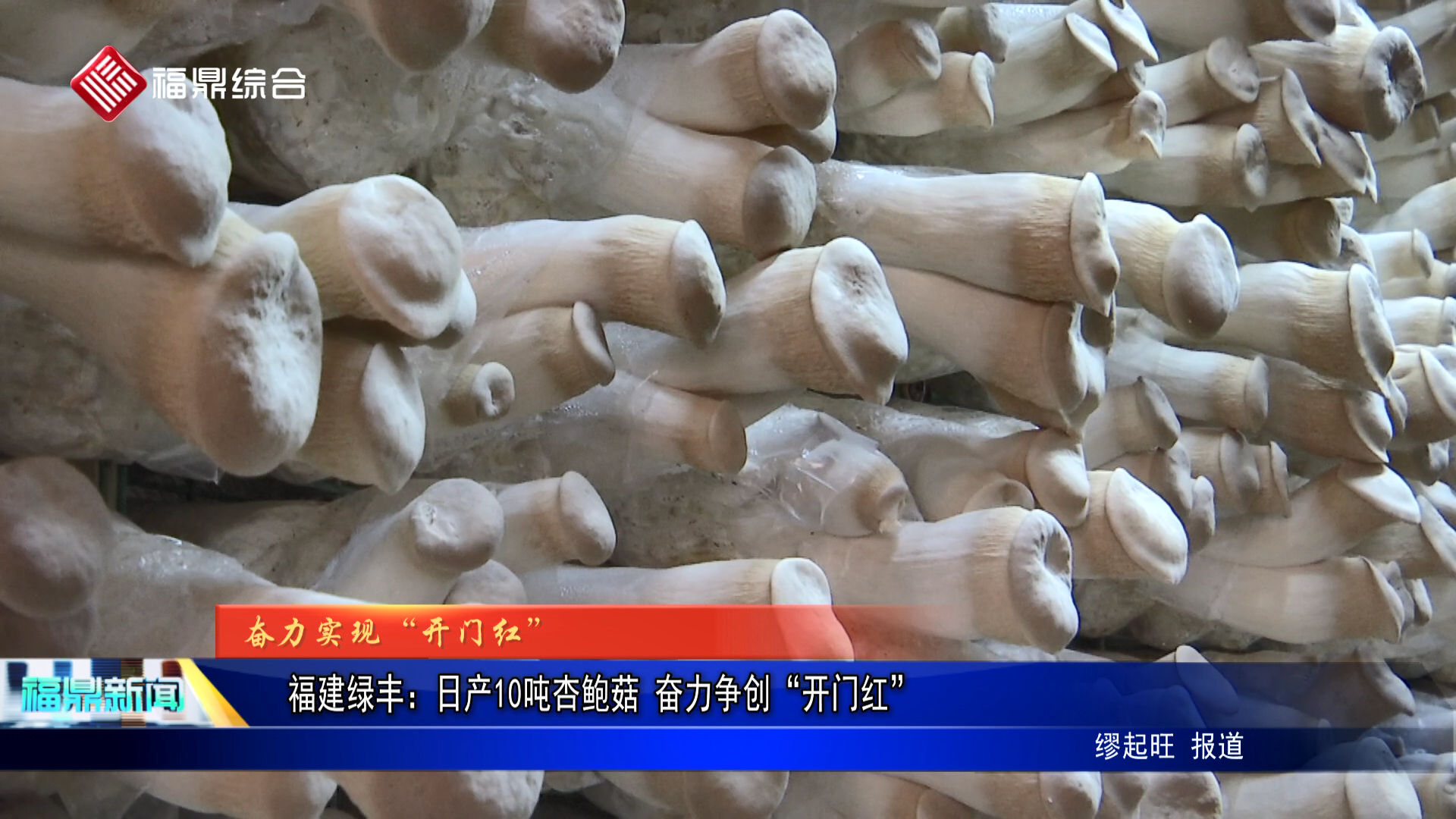 福建綠豐：日產10噸杏鮑菇 奮力爭創(chuàng)“開門紅”