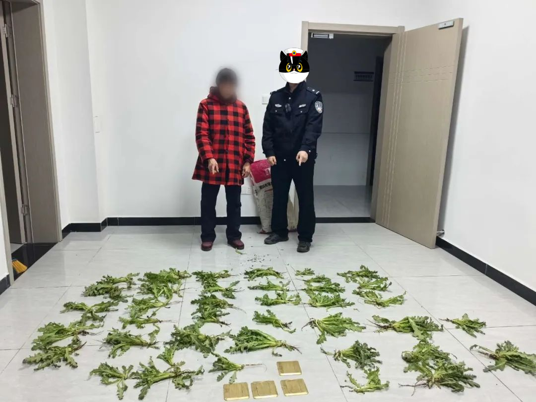 “這是罌粟？以為是茼蒿呢！”民警：別狡辯！
