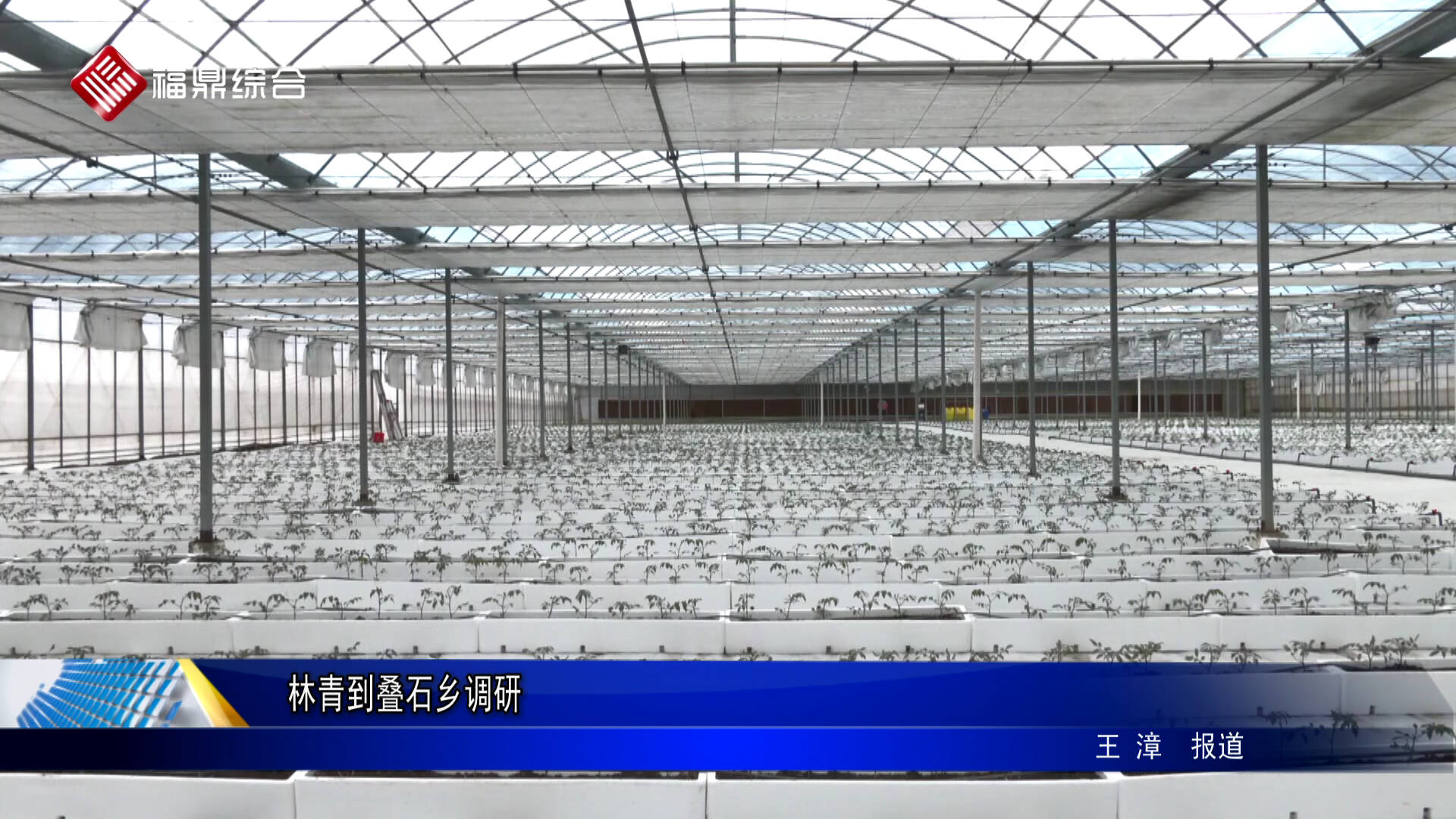 林青到疊石鄉(xiāng)調研