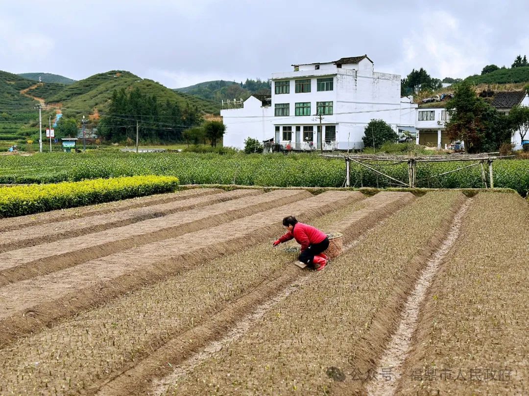 黃梔子育苗增收正當(dāng)時(shí)