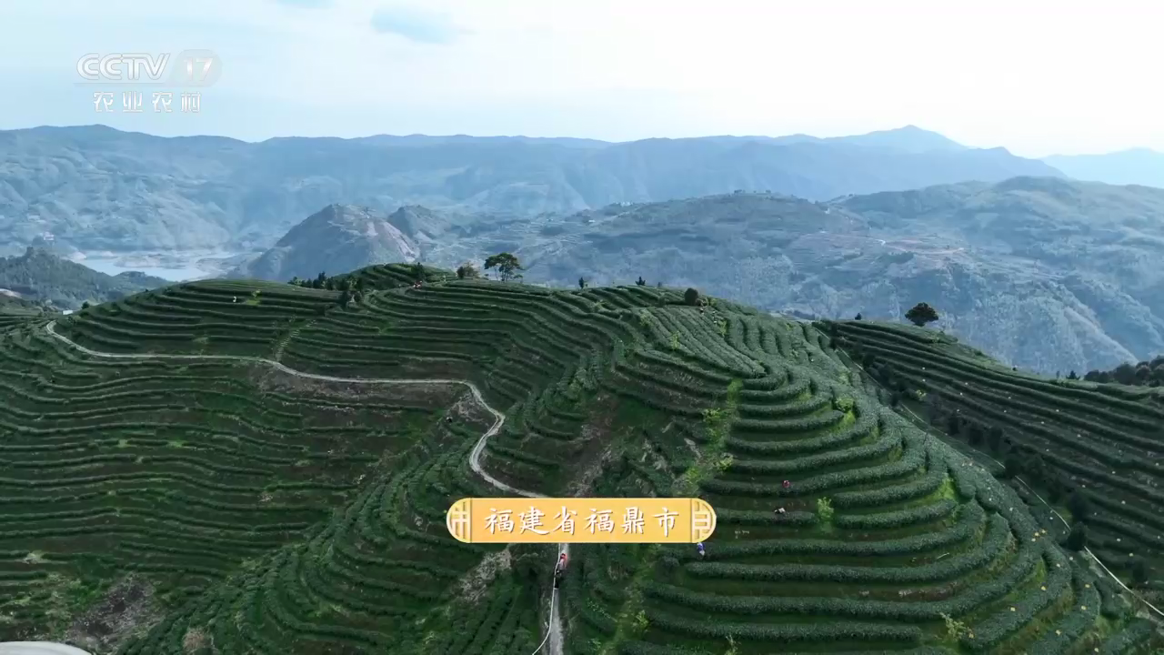 《茶湯里的大流量》