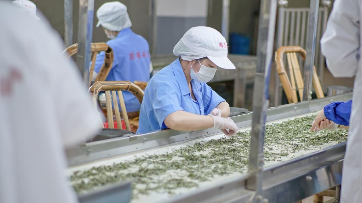 褒揚誠信典型丨走進守合同重信用企業——福建順茗道茶業有限公司