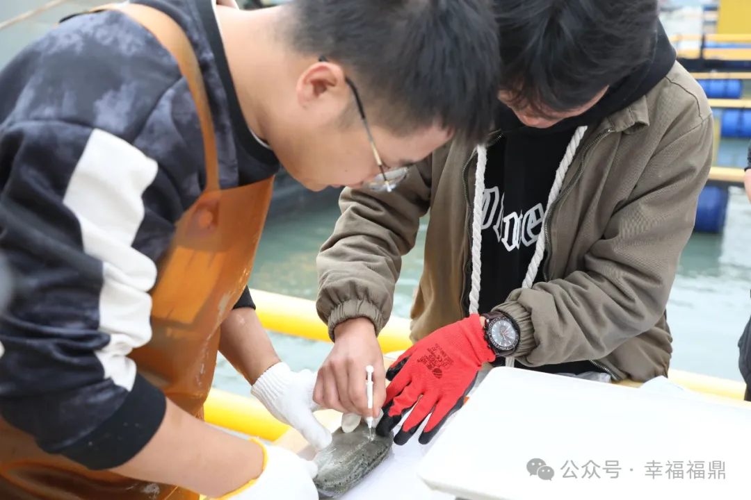 首次對花鱸注射芯片！福鼎鱸魚也有選育芯片了