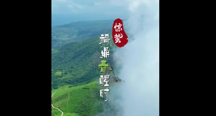 驚蟄至，雷動茶醒，福鼎的春，是茶香里的守候，是鮮花的盛放，更是萬物生長的詩意。