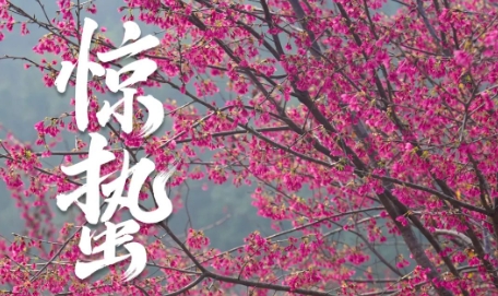 驚蟄喚春色丨福鼎邀你共赴一場山海花事