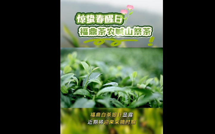 茶發芽咯！驚蟄春醒日，福鼎茶農喊山祭茶